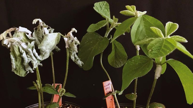 Нематоди допоможуть вченим у захисті рослин від патогенів
