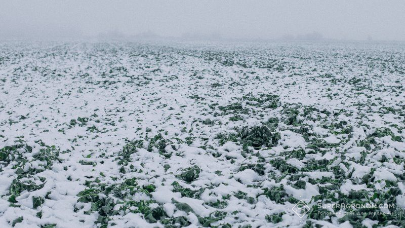 Втрачені внаслідок перезимівлі посіви ріпаку Лімагрейн Україна компенсує насінням на весняну посівну