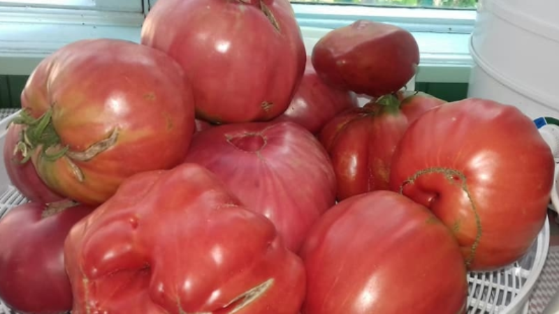 На Запоріжжі зібрали врожай велетенських томатів