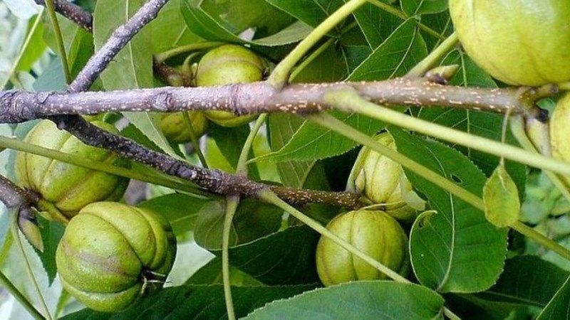 В Україні заклали плантацію екзотичних горіхів   
