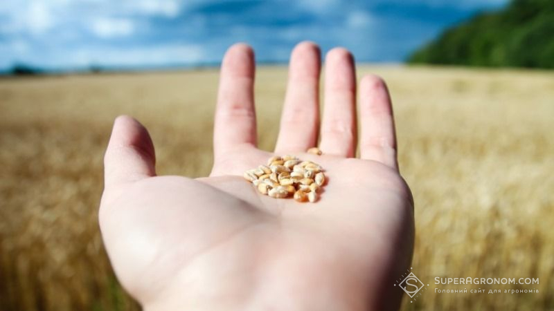 До 2030 року Україна стане регіональним центром з виробництва насіння сільгоспкультур — АгроСтратегія