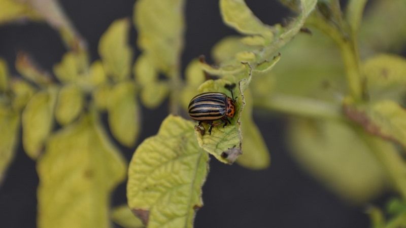 На полях зросла шкодочинність колорадського жука