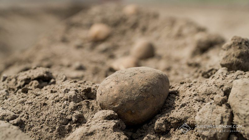 В Україні очікується неврожай картоплі — Адаменко