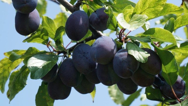 На півдні України вирощують унікальні чорні абрикоси