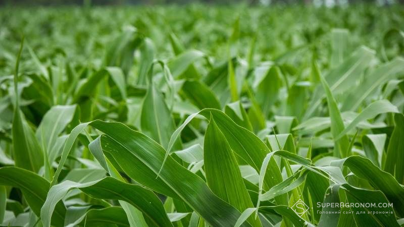 Площі посіву кукурудзи в Україні зросли майже на 10% — аналітики