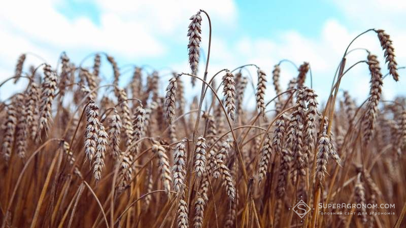 Визначено продуктивність вітчизняних сортів пшениці на зрошенні