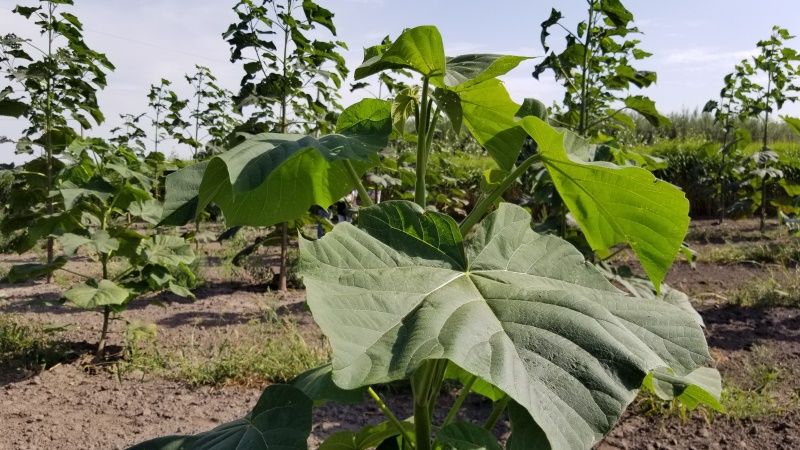 На Херсонщині хочуть вирощувати енергетичні рослини