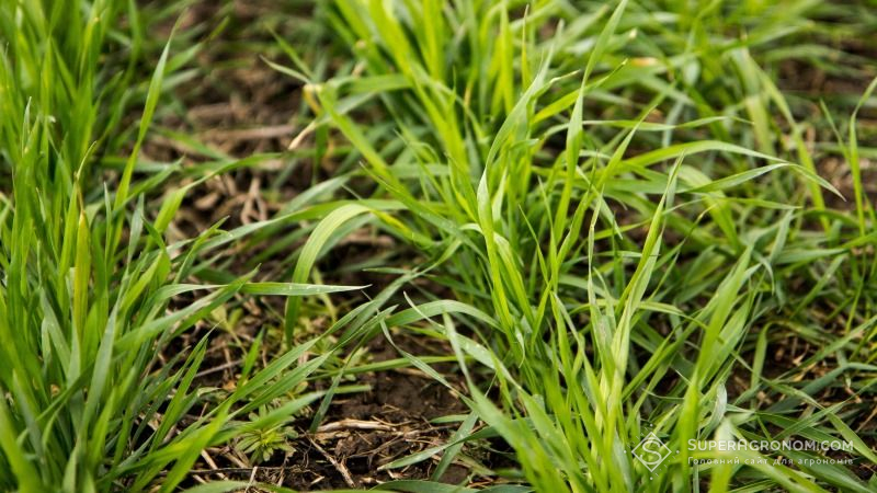 Площі під озимою пшеницею скоротяться на 5% — прогноз