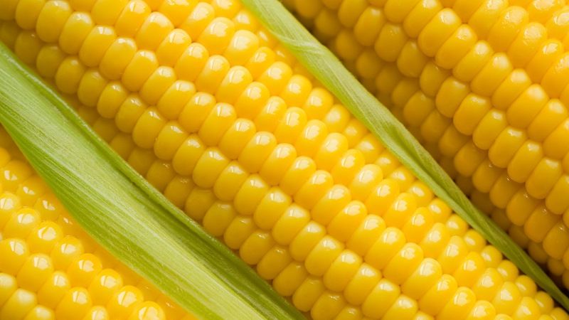 В Україні спостерігається дефіцит насіння цукрової кукурудзи — селекціонер