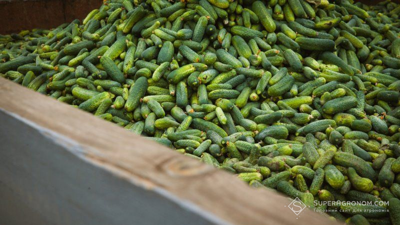 Тепличний бізнес з вирощування огірків окуповується за 4 роки — фермер
