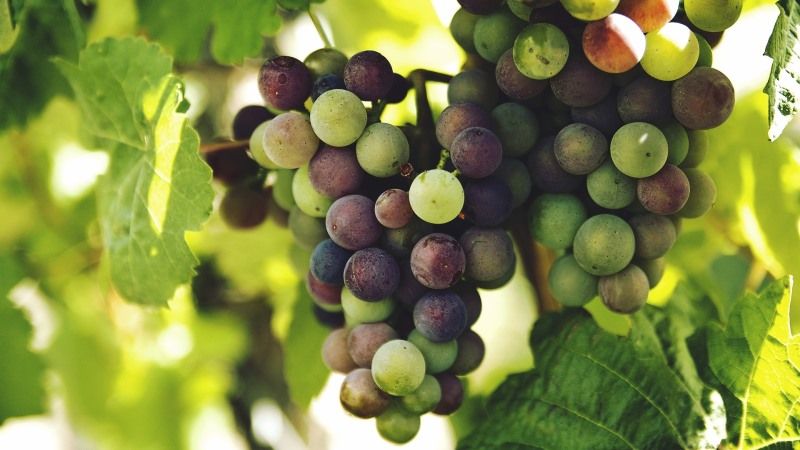 Вирощування винограду в теплицях окуповується за 3 роки — агроном