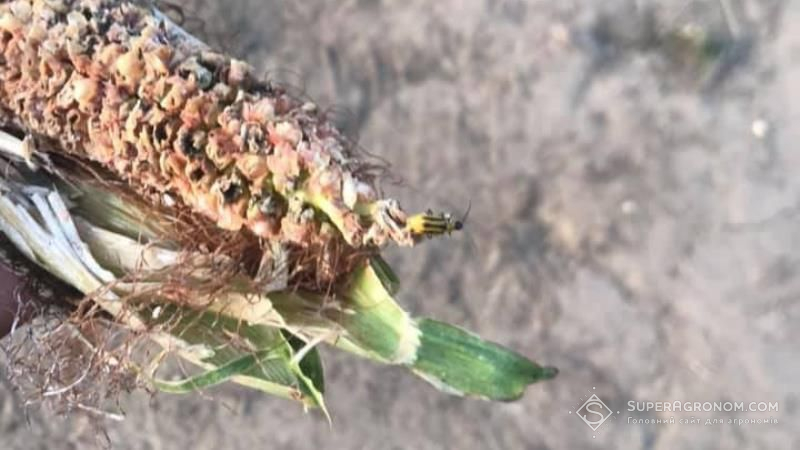 В 5 областях України запроваджено карантин по західному кукурудзяному жуку
