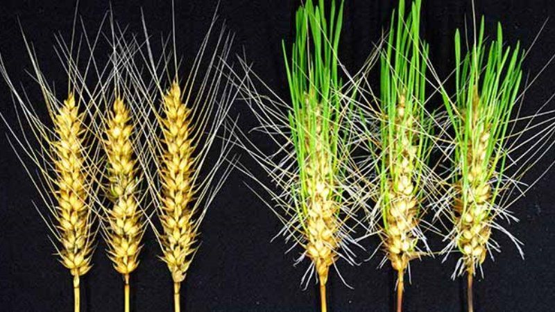 Японські селекціонери представили новий сорт пшениці