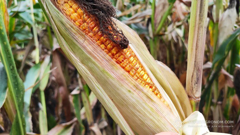 Через посуху аграрії півночі України зазнають рекордних втрат врожаю кукурудзи — прогноз