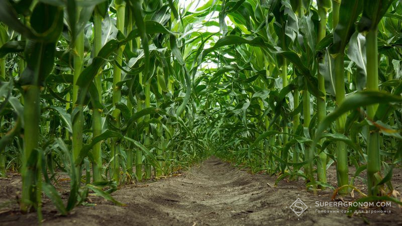 Аграрій поділився секретом вирощування кукурудзи в монокультурі
