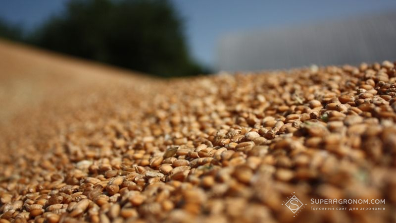 ФАО збільшила світовий прогноз виробництва зерна