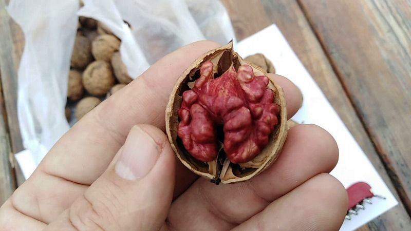 В Україні вирощують унікальні горіхи з червоним ядром