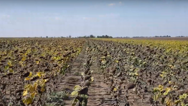 Посуха нищить врожаї соняшнику на півдні Одещини