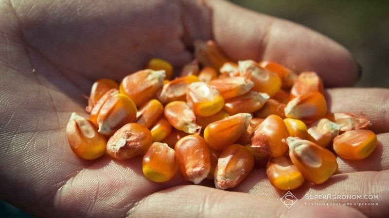 Високий врожай кукурудзи супроводжуватиметься низькими цінами на зерно — аналітики