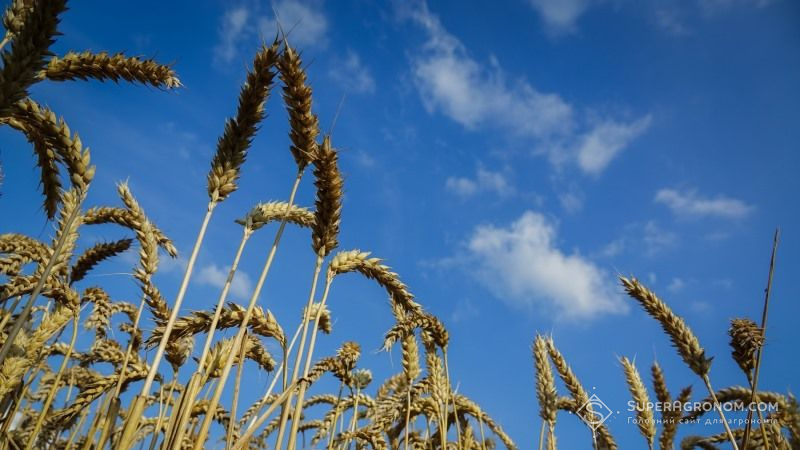 Вчені НААН перевірили стійкість озимої пшениці до погодних умов