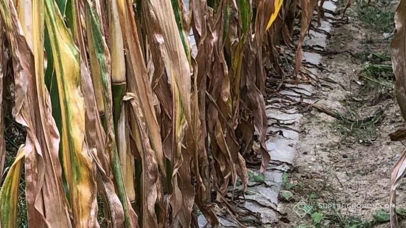 Французький фермер розповів про переваги вирощування кукурудзи під плівкою