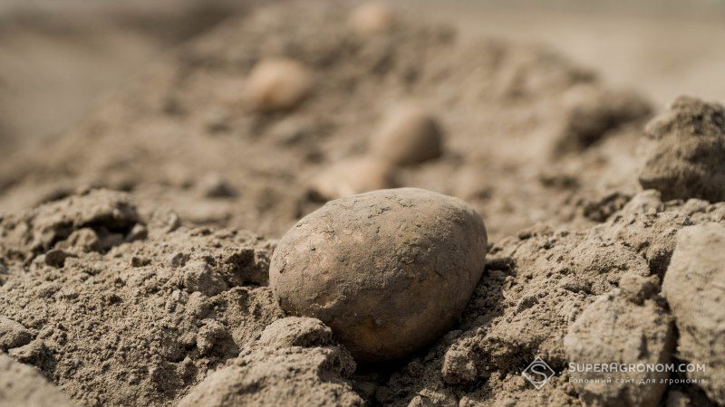 Рекордний неврожай картоплі зафіксовано на Прикарпатті