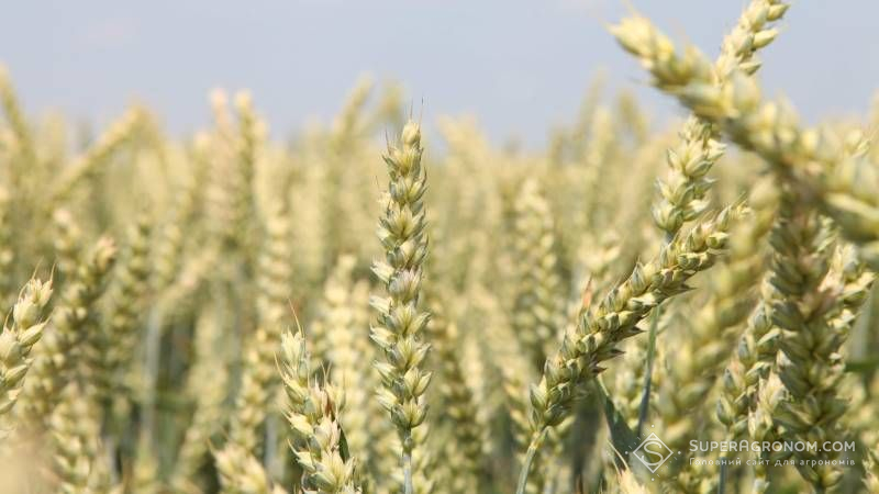 Визначено врожайність вітчизняних сортів пшениці в умовах Степу без зрошення