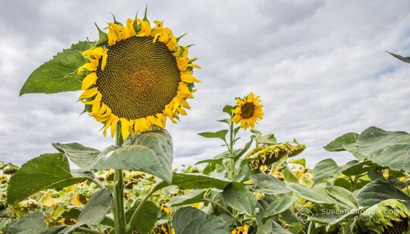 Вже через 5-7 років в Україні купуватимуть переважно високоолеїнові гібриди соняшнику — думка