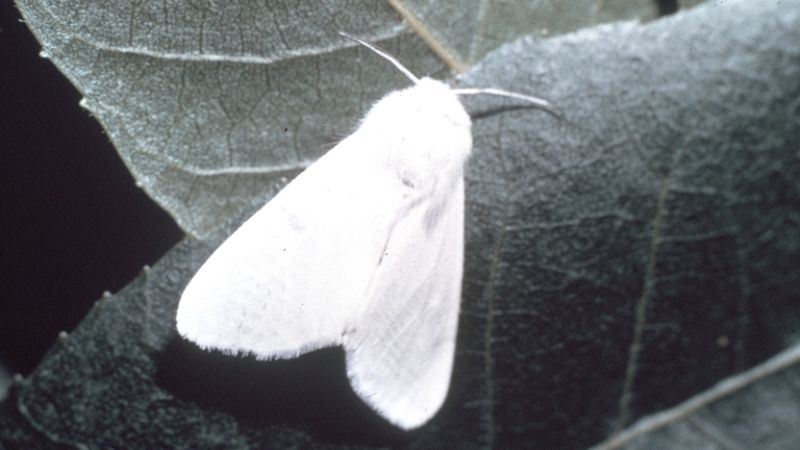 На Житомирщині запроваджено карантин через американського білого метелика