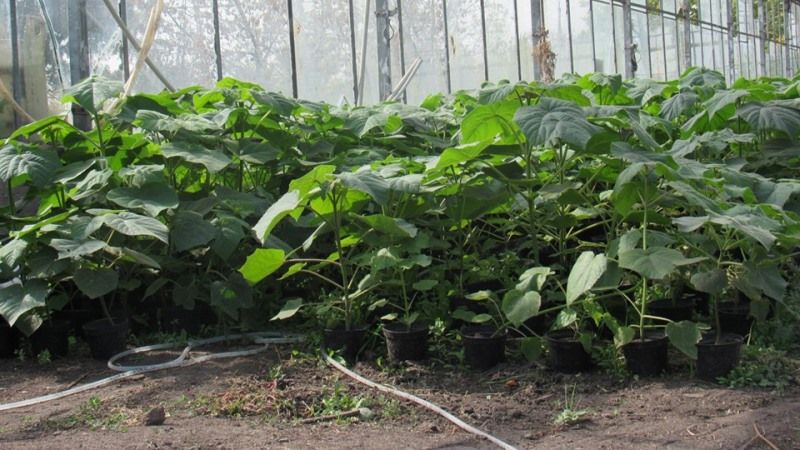 В кооперативі на Кіровоградщині вирощують високоенергетичну павловнію