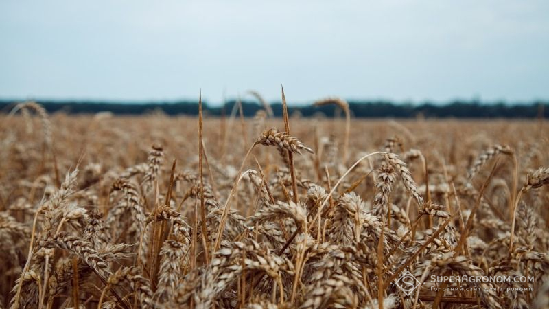 Досліджено, як на світовий врожай пшениці вплине глобальне потепління