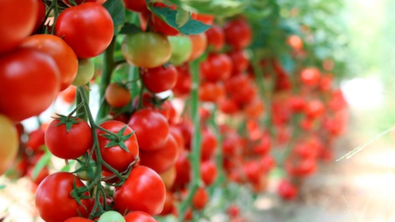 Для боротьби з томатною міллю в Іспанії зареєстрували органічний інсектицид