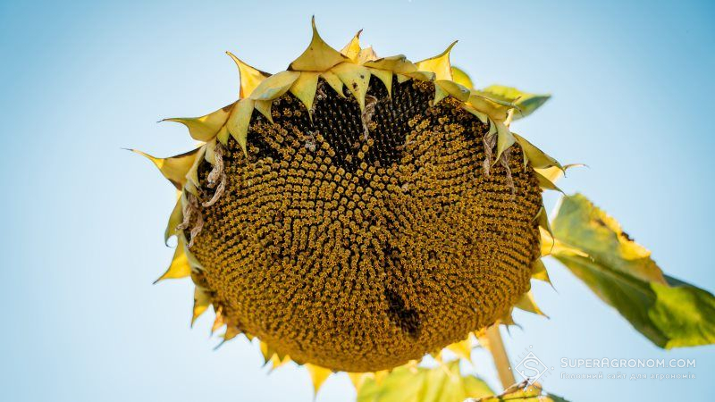 У 3 областях аграрії намолотили більше мільйона тонн соняшнику