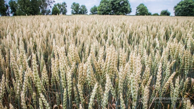 Визначено ефективну дозу підживлення пшениці бором для східного Степу
