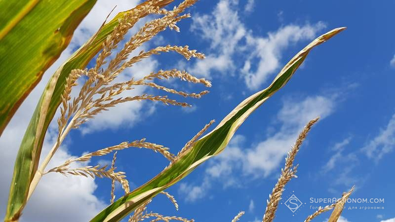 На Київщині перевірено понад 30 тис. га кукурудзи, призначеної для експорту в Китай