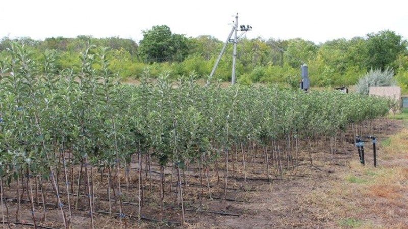 За голландською технологією на Дніпропетровщині вирощують саджанці плодових дерев