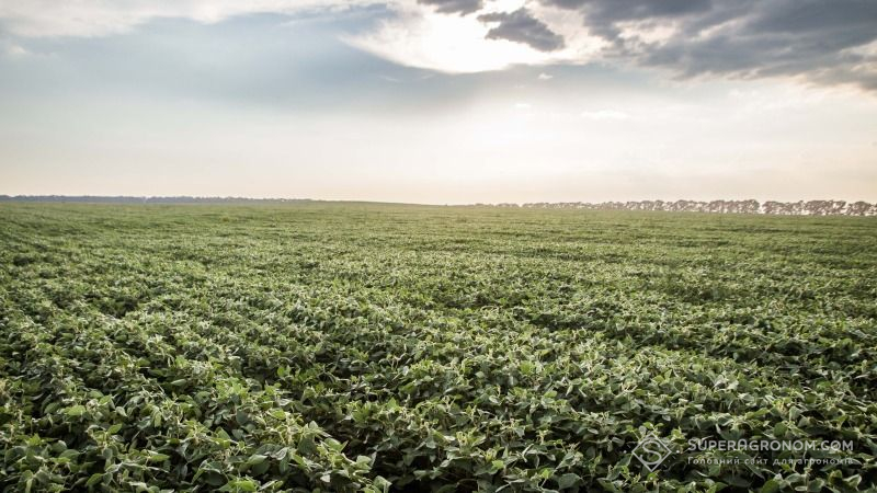 Збільшення посівів сої в Україні сприяє розповсюдженню білої гнилі