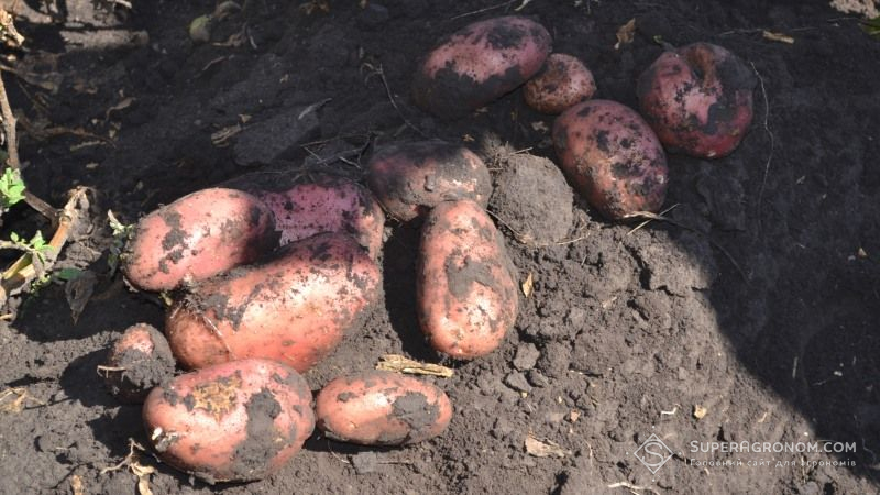 Виведено новий сорт картоплі з коротким терміном вегетації