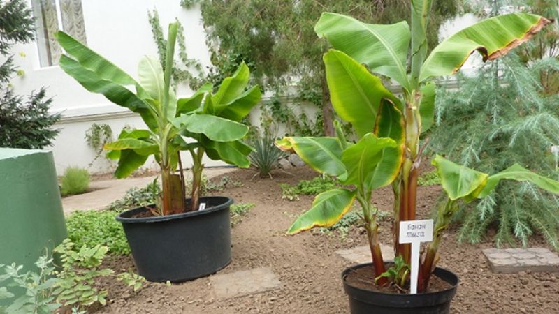 На півдні України науковці вирощують банани