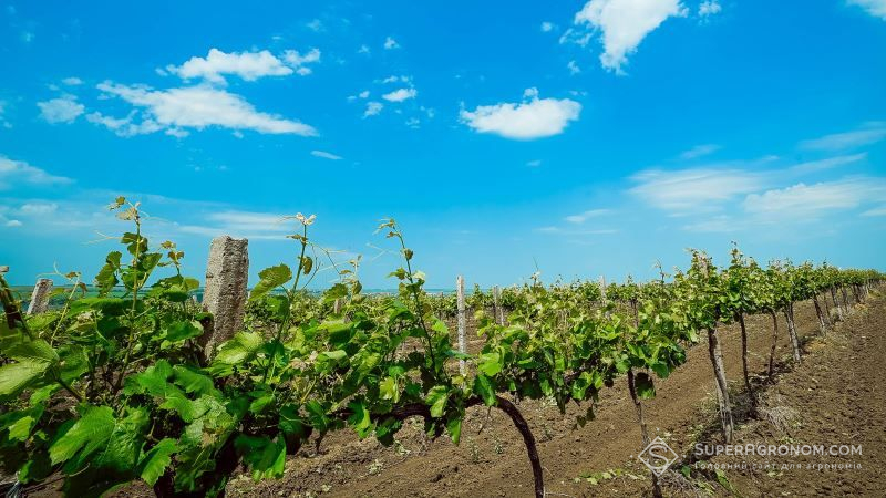 Винороби півдня України скаржаться на втрати врожаю через посуху
