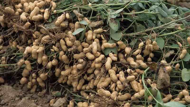 Аграріям розповіли про переваги вирощування арахісу