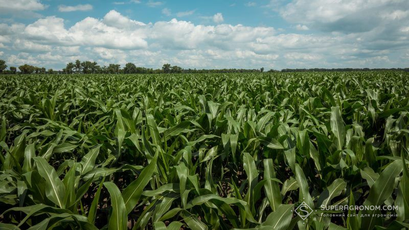 Вчені визначили найкращі способи обробітку ґрунту та удобрення кукурудзи
