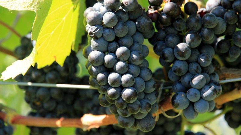 Інвестиції у виноградарство окуповуються за 3-4 роки — садівники