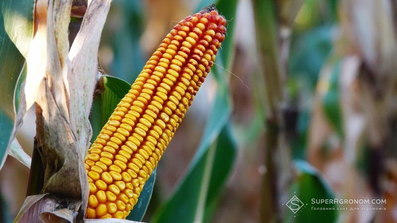Врожайність кукурудзи в Україні перевищила минулорічний показник