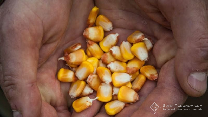 Гібриди кукурудзи Syngenta не пройшли випробування посухою