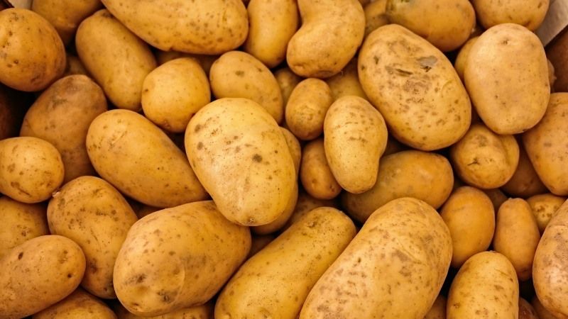 Виведено спеціальний сорт картоплі для діабетиків