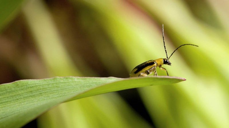 На Київщині зафіксовано нові спалахи поширення кукурудзяного жука