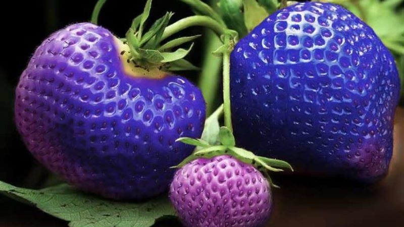 У Туреччині почали вирощувати фіолетову полуницю
