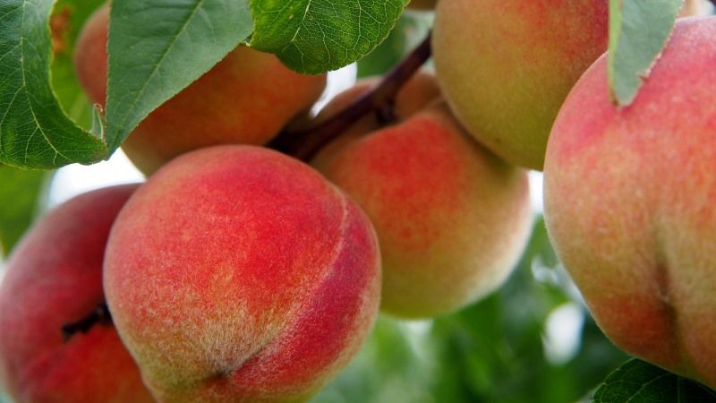 Садівник поділився досвідом вирощування персиків на Закарпатті