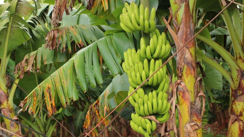 Глобальне потепління загрожує врожаям бананів у світі